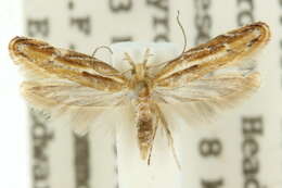 Image of Eutorna intonsa Meyrick 1906