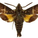 Image of Macroglossum dohertyi doddi Clark 1922