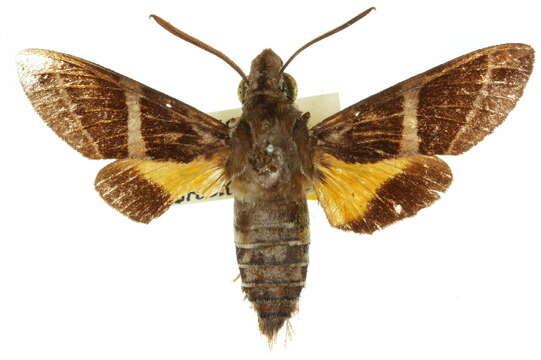 Image of Macroglossum dohertyi doddi Clark 1922