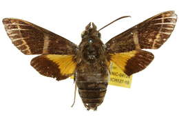 Image of Macroglossum dohertyi doddi Clark 1922