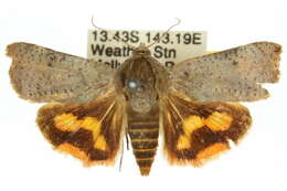 Image of Hyblaeoidea