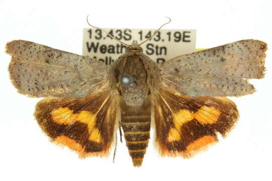 Image of Hyblaea synaema Turner 1902