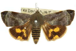 Image of Moth