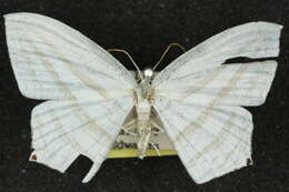Image of Acropteris teriadata Guenée