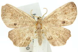 Image of Dysaethria pasteopa Turner 1911