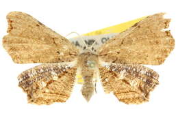Image of Epiplema coeruleotincta Warren 1896