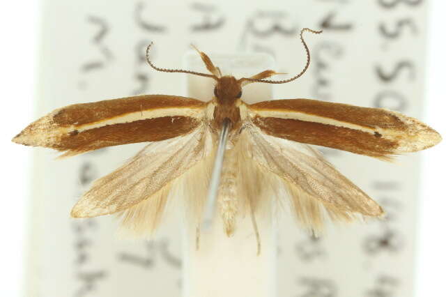 Image of Eutorna eurygramma Meyrick 1906