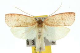 Image of Peritornenta bacchata Meyrick 1914