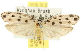 Image of Ethmia sphaerosticha Meyrick 1886