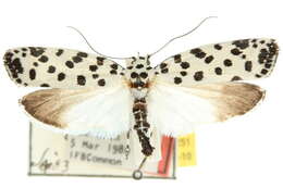 Image of Ethmia clytodoxa Turner 1917