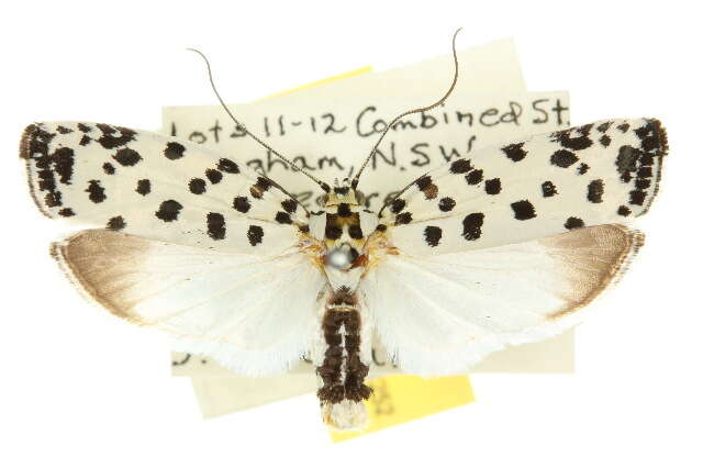 Image of Ethmia clytodoxa Turner 1917