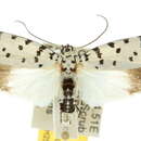 Image of Ethmia pseustis Turner 1941