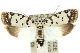 Image of Ethmia postica Zeller 1877