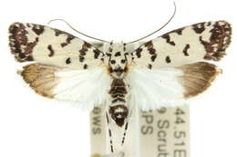 Image of Ethmia postica Zeller 1877