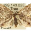 Image of Dysrhombia longipennis Warren 1896