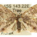 Слика од Dysrhombia longipennis Warren 1896