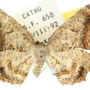 Image of <i>Balantiucha leucocephala</i>