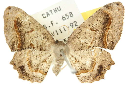 Image of <i>Balantiucha leucocephala</i>