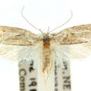 Image of Acmosara polyxena Meyrick 1886