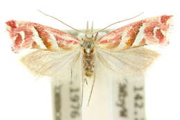 Image of Heliocosma rhodopnoana Meyrick 1881