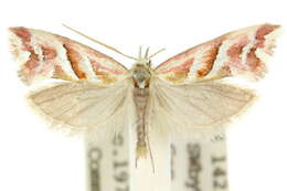 Image of Heliocosma rhodopnoana Meyrick 1881