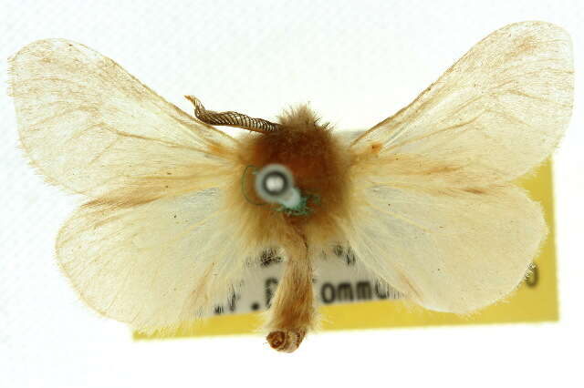 Image of bagworm moths