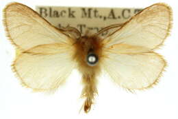 Image of bagworm moths