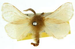 Image of bagworm moths