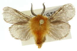 صورة Plutorectis xanthochrysa Meyrick & Lower 1907