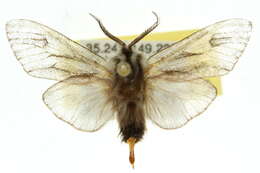 Image of Lewin's Case Moth