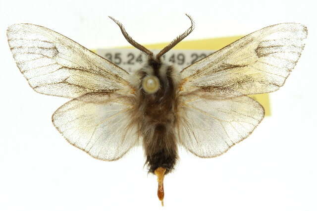 Image of Lewin's Case Moth