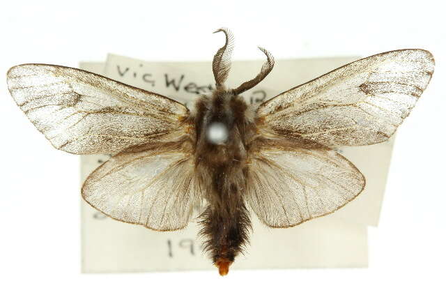 Image of Lewin's Case Moth