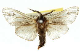 Image of Lewin's Case Moth