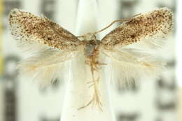 Image of momphid moths