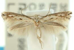 Image of <i>Elachista floccella</i>