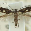 Image of Elachista catarata Meyrick 1897