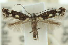 Image of Elachista catarata Meyrick 1897