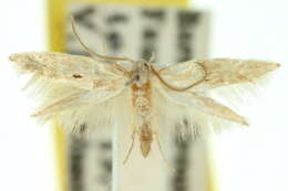 Image of <i>Elachista opima</i>