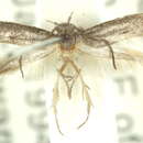 Image of Elachista corbicula