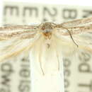 Image of <i>Elachista euthema</i>