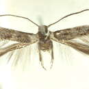 Imagem de <i>Elachista elaphria</i>
