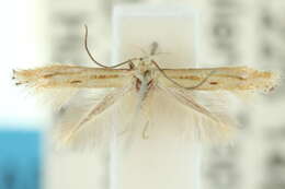 Image of <i>Elachista cerebrosella</i>