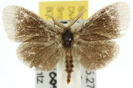 Image of Oiketicinae