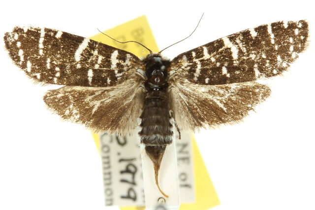 Image of <i>Psychanisa baliodes</i>