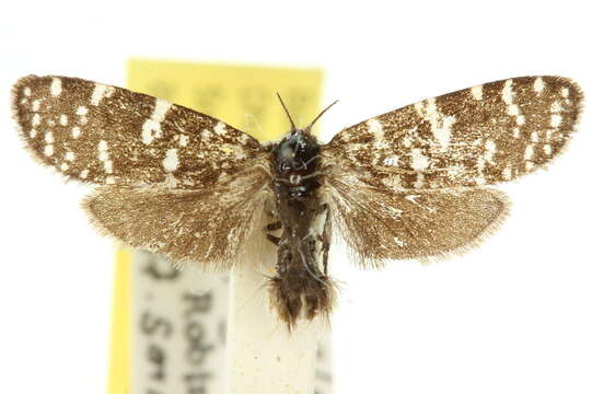 صورة <i>Psychanisa baliodes</i>