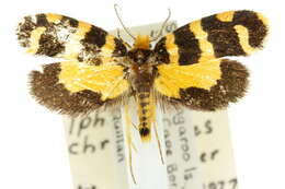 Image of Iphierga chrysophaes Turner 1917