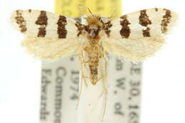 Image of Iphierga melichrysa Lower 1902