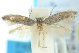 Image of <i>Elachista eriodes</i>