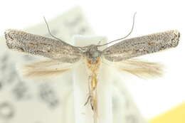 Image of <i>Elachista eriodes</i>