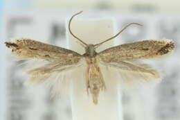 Image of <i>Elachista crumilla</i>